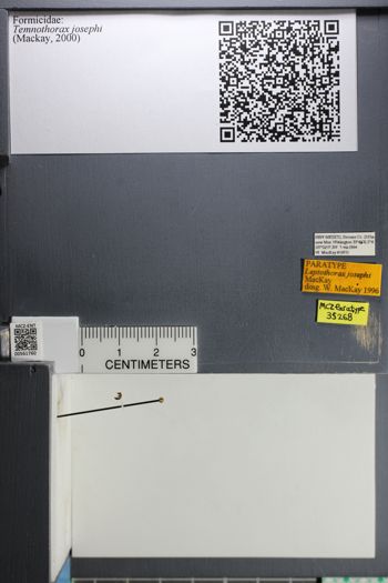 Media type: image;   Entomology 561760